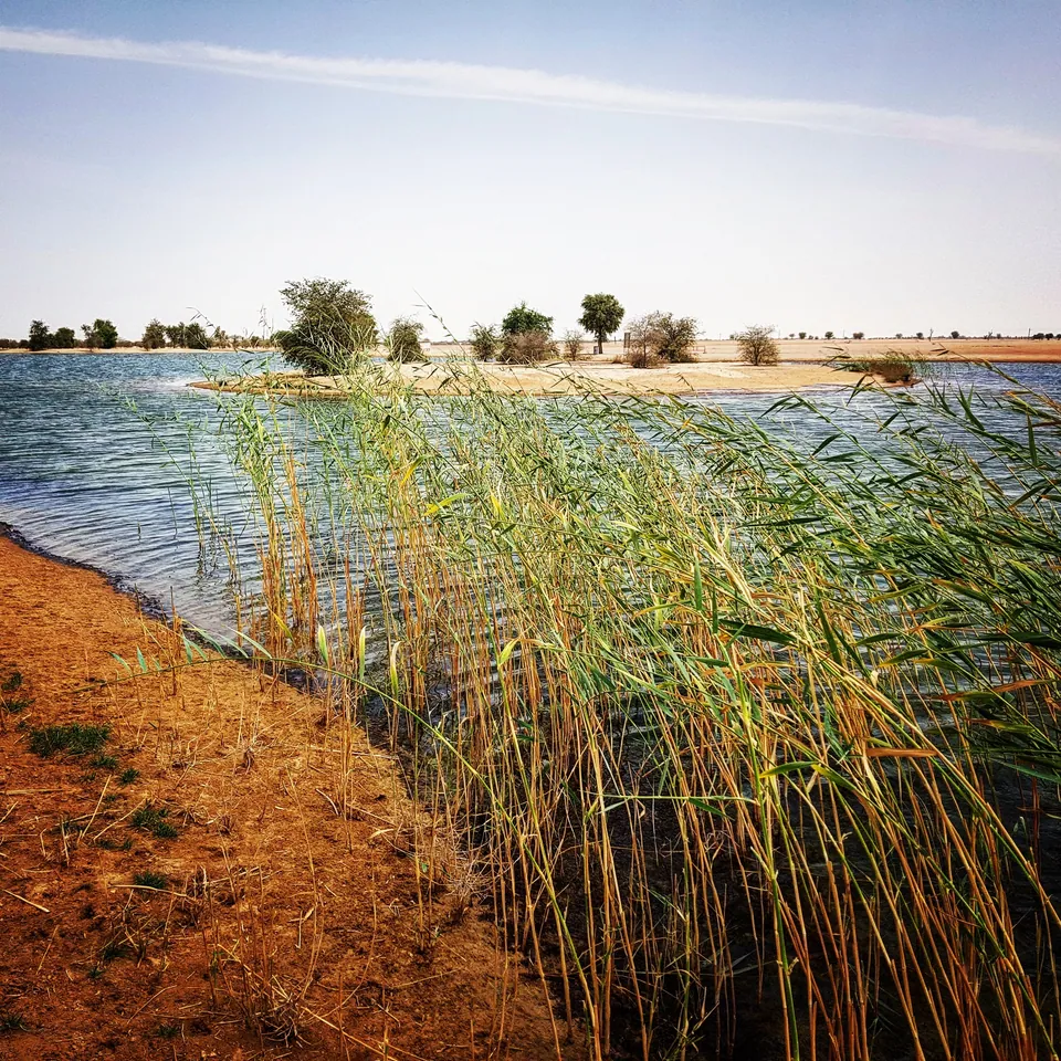 Reeds and water at Al Qudra Lakes in the Al Marmoom Desert Conservation Reserve